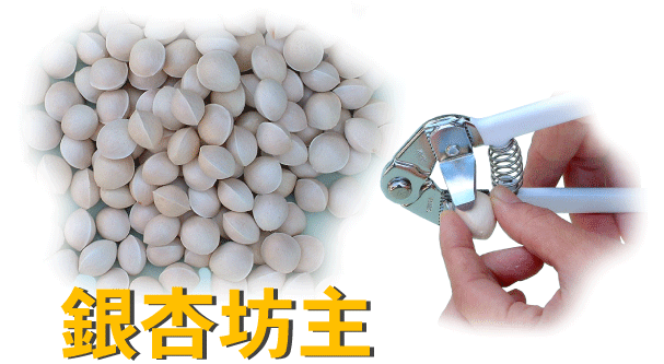 銀杏坊主