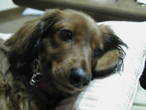 This picture is for quick loading of picture.