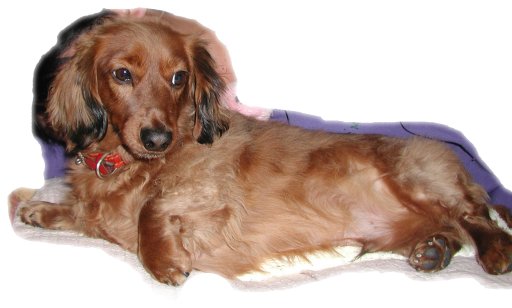 This picture is for quick loading of picture.