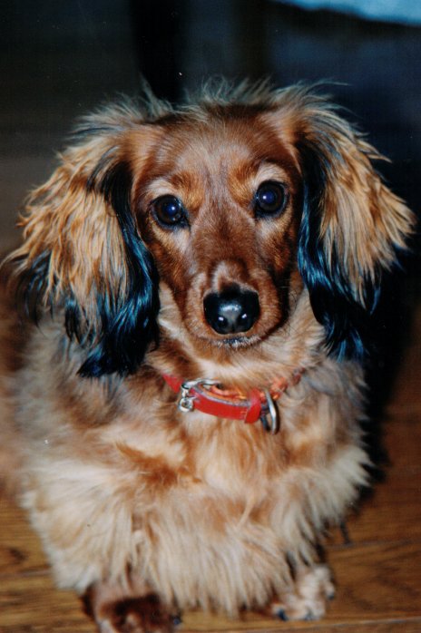 This picture is for quick loading of picture.