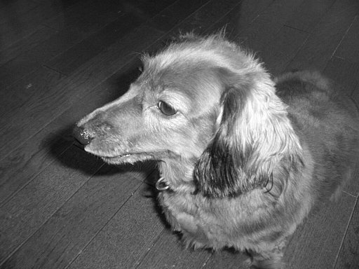 This picture is for quick loading of picture.