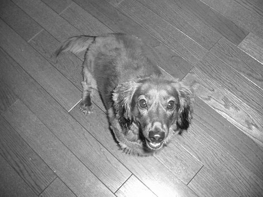 This picture is for quick loading of picture.