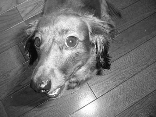 This picture is for quick loading of picture.