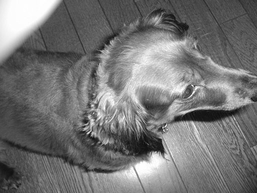 This picture is for quick loading of picture.